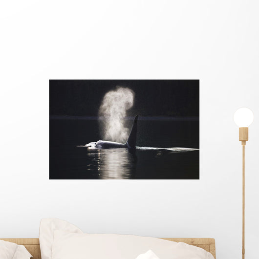 Orca Whale Surfaces Along A Forested Shoreline Wall Mural