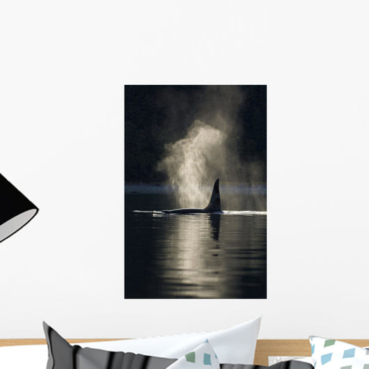 An Orca Whale Exhales As It Surfaces In Alaska's Inside Passage Wall Mural