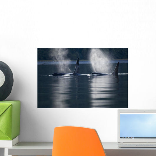 Orca Whales Exhale As They Surfaces In Alaska's Inside Passage Wall Mural