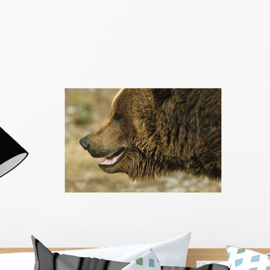 Profile Of Brown Bear Denali Np In Alaska Spring Wall Mural