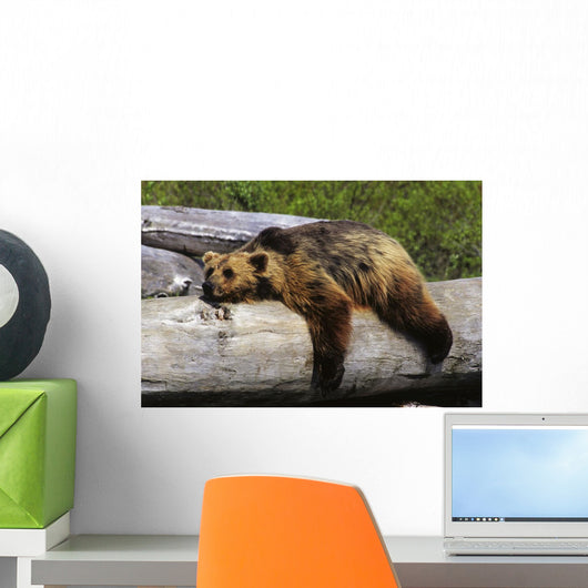 Captive Grizzly Lays On A Log Wall Mural