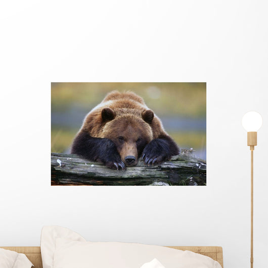 Captive Brown Bear Rests With It Front Legs Outstretched On A Log Wall Mural