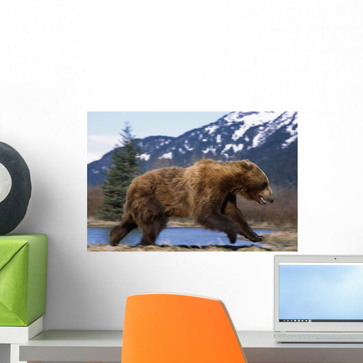 Young Grizzly Bear Running At The Alaska Wildlife Conservation Center Wall Mural