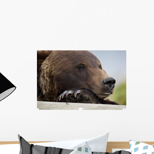 Captive Grizzly Bear Rests Its Head On A Log Wall Mural