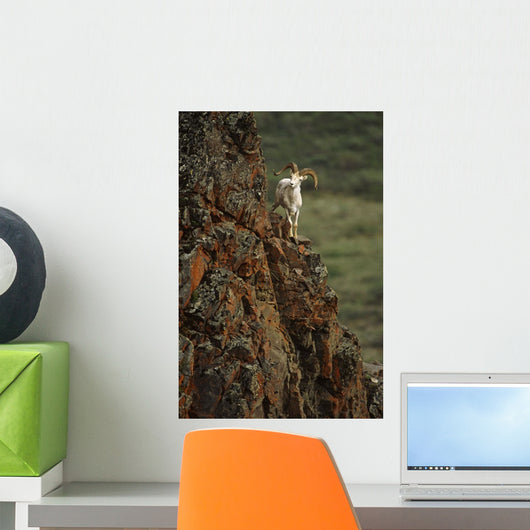 Dall Sheep Rams Perched On Rock Ledge Denali Np In Ak Summer Wall Mural