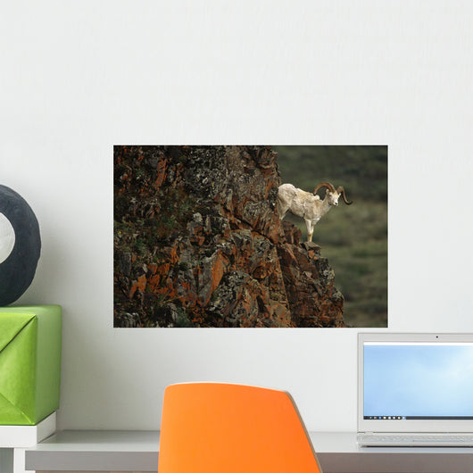 Dall Sheep Rams Perched On Rock Ledge Denali Np In Ak Summer Wall Mural