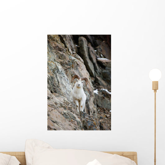 A Curious Full-Curled Dall Sheep Ram Perches Wall Mural