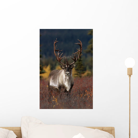 Frontal View Of Large Caribou Bull Wall Mural
