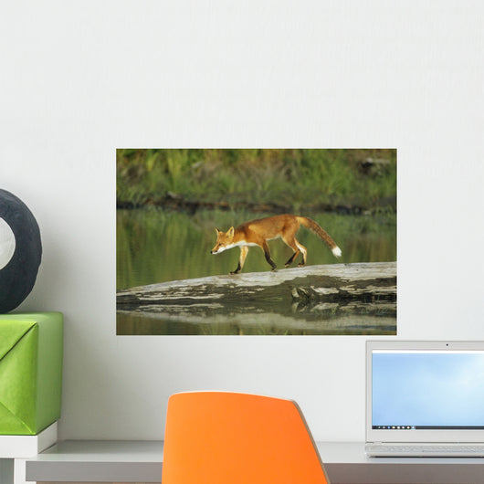 Red Fox Walks On Log In Pond Sc Ak Captive Summer Wall Mural