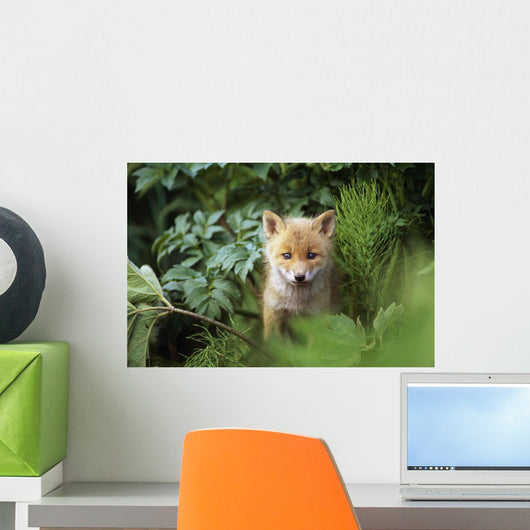 Kit Red Fox Peering Through Bushes At Mcneil River Summer Wall Mural