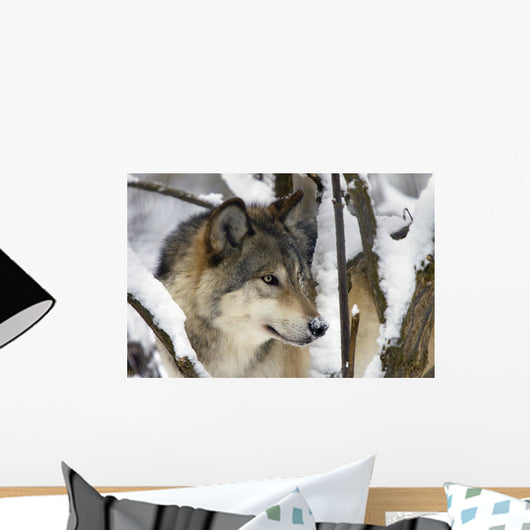 Captive Close Up View Of An Adult Gray Wolf Wall Mural
