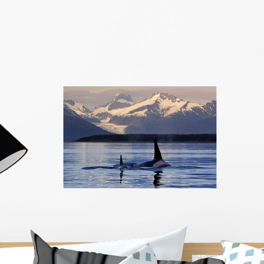 Two Killer Whales Surface Wall Mural