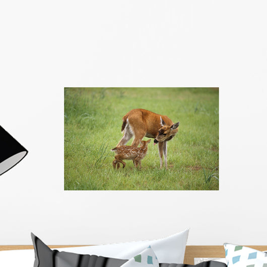 Sitka Black Tail Doe With Fawn Wall Mural