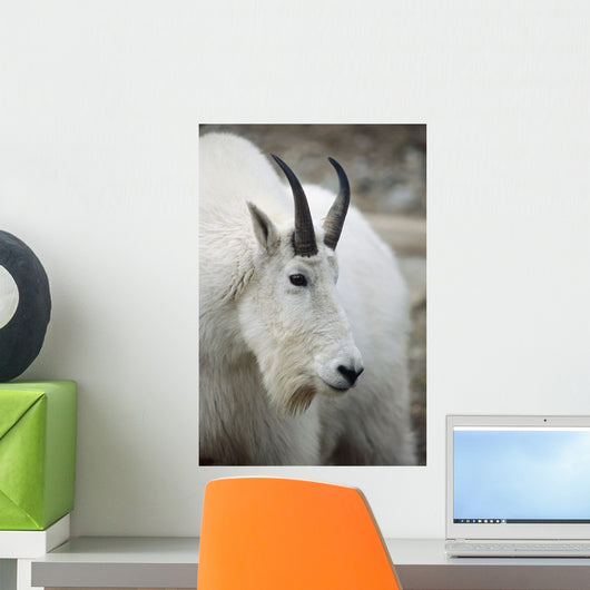 Mountain Goat In Alberta Canada During Fall Wall Mural