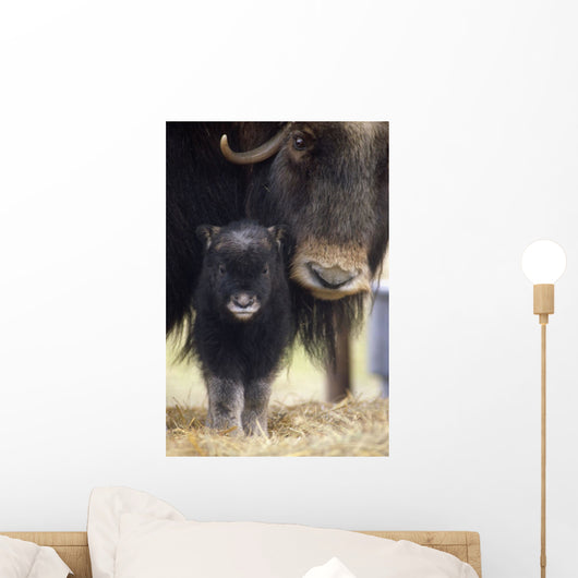 Closeup Of Muskox Cow With Calf Wall Mural