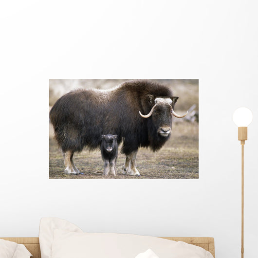 An Adult Musk Ox And Calf Standing Wall Mural