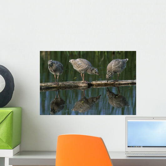 Adolescent Gull Chicks Wall Mural