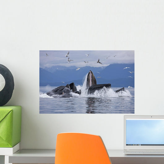 Humpback Whales Bubble Net Feeding For Herring In Chatham Strait Wall Mural