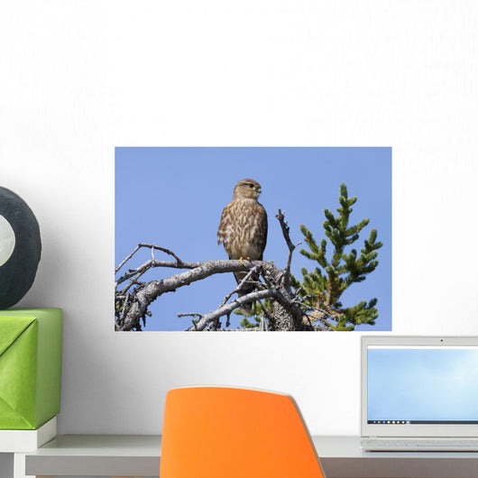 Pigeon Hawk Sits On A Tree Branch In Turnagain Pass Area Wall Mural