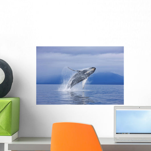 A Humpback Whale Breaches Wall Mural