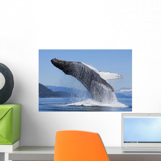 A Humpback Whale Breaches Wall Mural