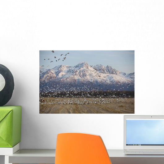 A Large Flock Of Snow Geese Take Off From A Field Wall Mural