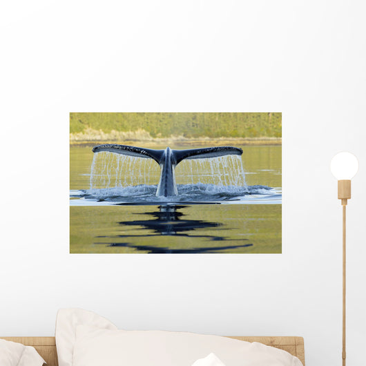 Humpback Whale Diving With Tail Fluke Visible Wall Mural