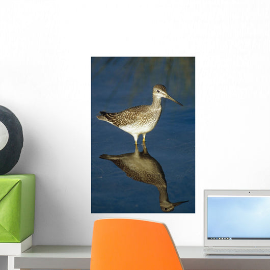 Greater Yellow-Legs Standing In Shallows Sc Ak Summer Wall Mural