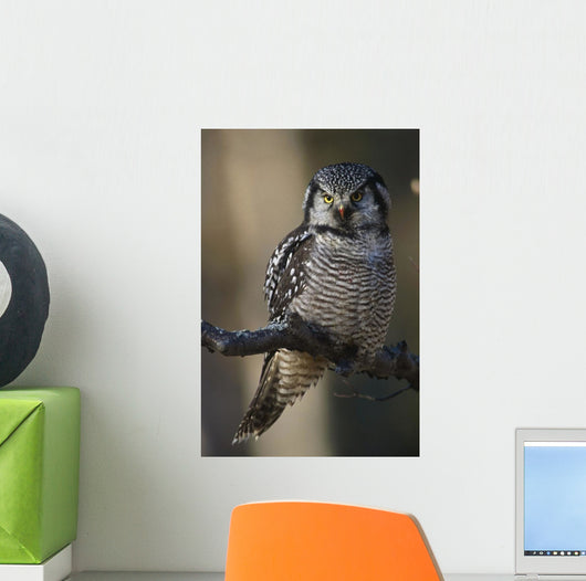 Close Up Of Hawk Owl Perched On A Branch Wall Mural