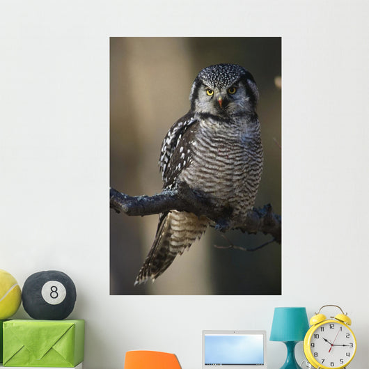 Close Up Of Hawk Owl Perched On A Branch Wall Mural