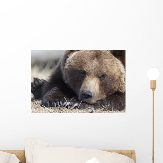 Close Up Portait Of A Sleepy Adult Brown Bear Wall Mural