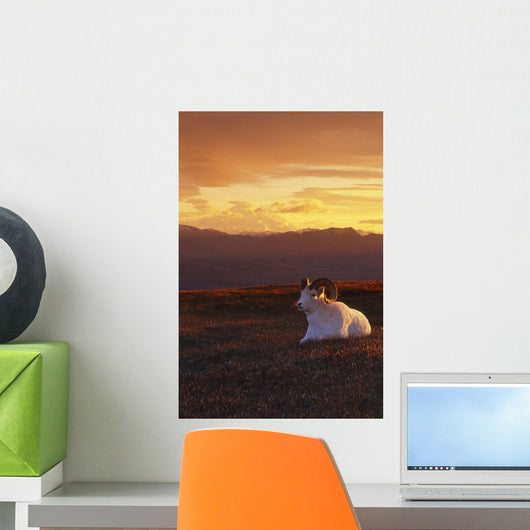 Ram Dall Sheep At Sunset In Front Of Mckinley Denali Np Wall Mural