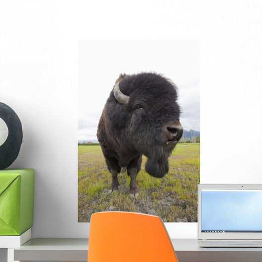 Close Up Of A Bull Wood Bison With Its Tongue Hanging Out Wall Mural