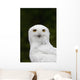 Portrait Of A Male Snowy Owl At Bird Tlc Wall Mural