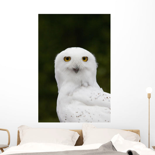 Portrait Of A Male Snowy Owl At Bird Tlc Wall Mural