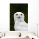 Portrait Of A Male Snowy Owl At Bird Tlc Wall Mural