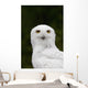 Portrait Of A Male Snowy Owl At Bird Tlc Wall Mural