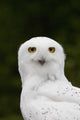 Portrait Of A Male Snowy Owl At Bird Tlc Wall Mural