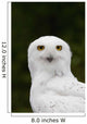 Portrait Of A Male Snowy Owl At Bird Tlc Wall Mural