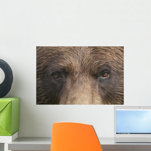 Extreme Close Up Of A Female Brown Bear's Face Wall Mural