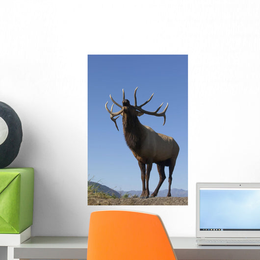 Close Up View Of A Rocky Mountain Bull Elk Bugling Wall Mural