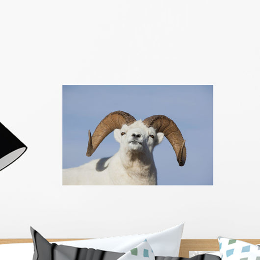 Close Up Of A Dall Sheep Ram In Denali National Park And Preserve Wall Mural