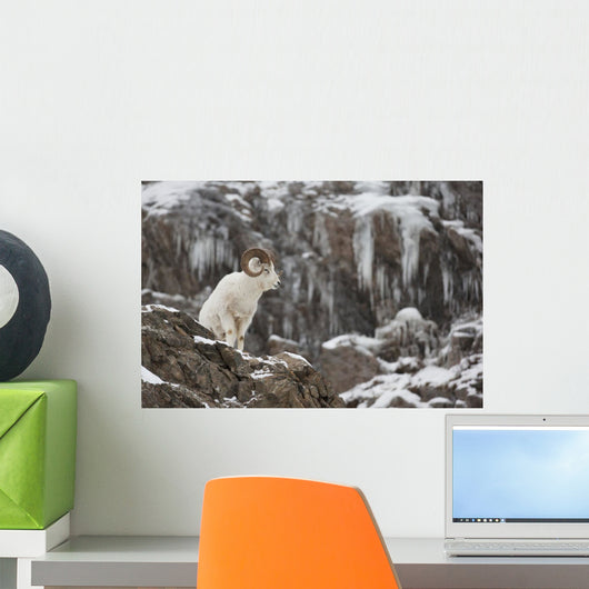 Dall Sheep Ram Stands Wall Mural