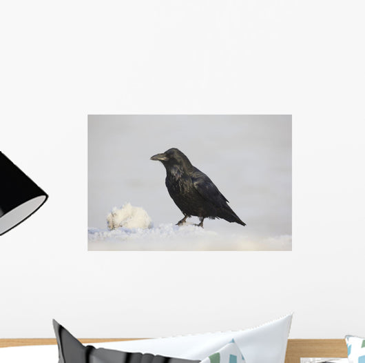 A Raven Perched On A Snow Bank, Girdwood, Southcentral Alaska, Winter Wall Mural