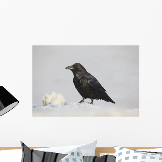 A Raven Perched On A Snow Bank, Girdwood, Southcentral Alaska, Winter Wall Mural