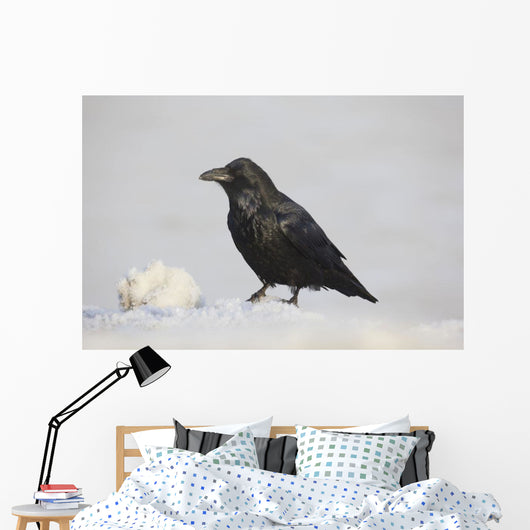 A Raven Perched On A Snow Bank, Girdwood, Southcentral Alaska, Winter Wall Mural