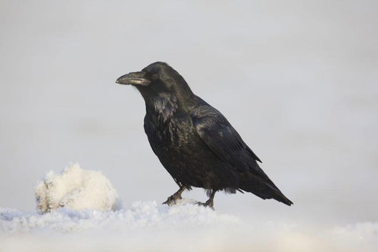 A Raven Perched On A Snow Bank, Girdwood, Southcentral Alaska, Winter Wall Mural