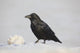 A Raven Perched On A Snow Bank, Girdwood, Southcentral Alaska, Winter Wall Mural