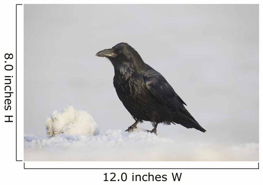 A Raven Perched On A Snow Bank, Girdwood, Southcentral Alaska, Winter Wall Mural