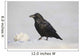 A Raven Perched On A Snow Bank, Girdwood, Southcentral Alaska, Winter Wall Mural